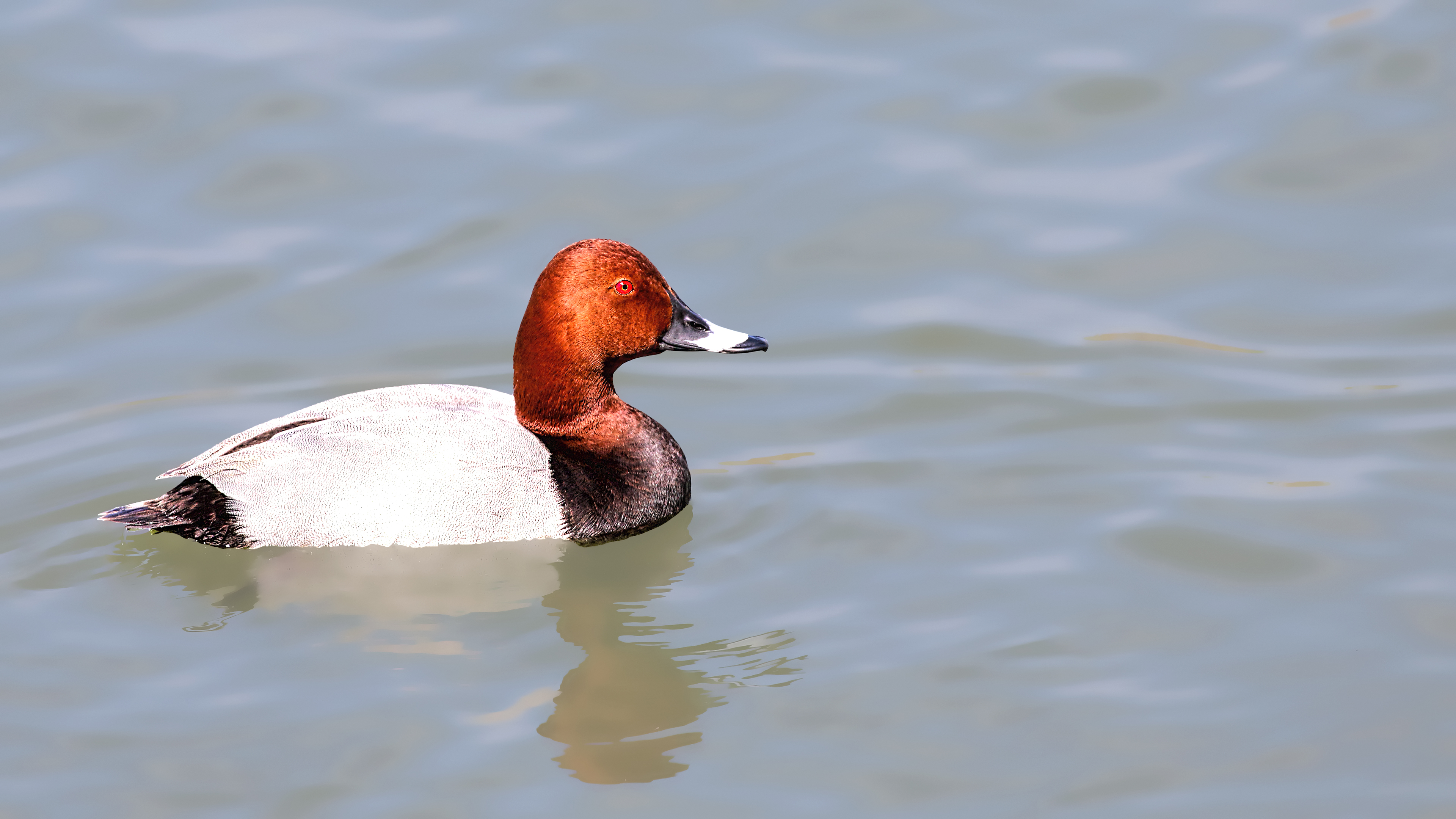 Common Pochard
